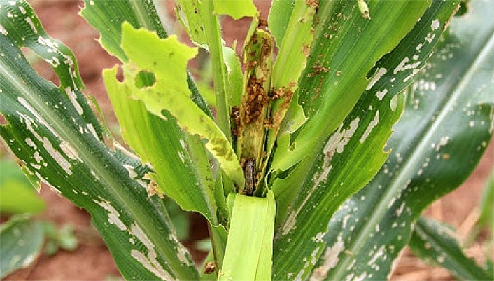 Figure 7: FAW damage in maize crop Fall armyworm damage to maize crop.